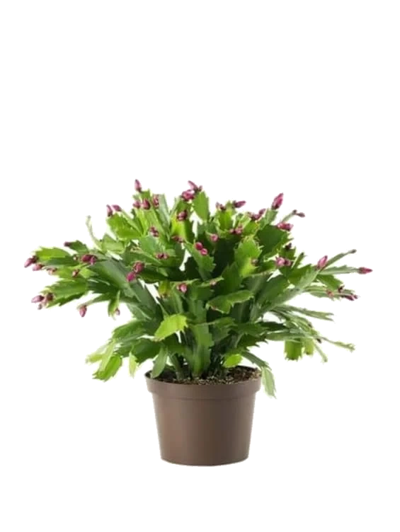 Novemberkaktus 13cm