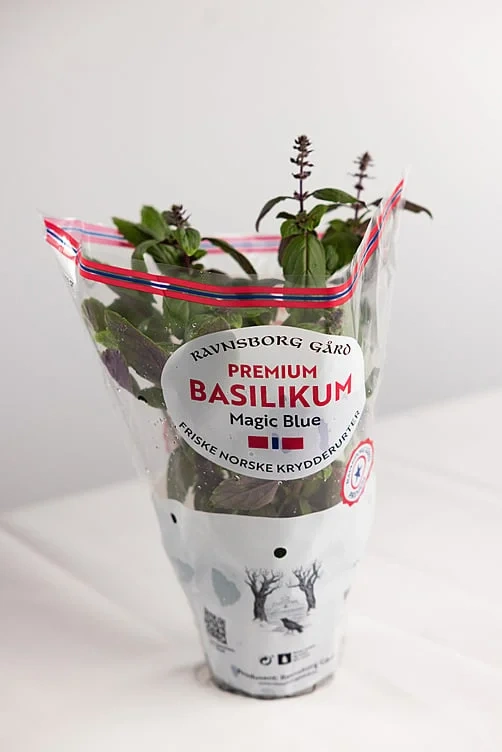 Basilikum 'magic blue'  ø14cm premium   potte