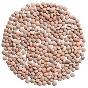 Nordisk Råvara Korallins Rosana