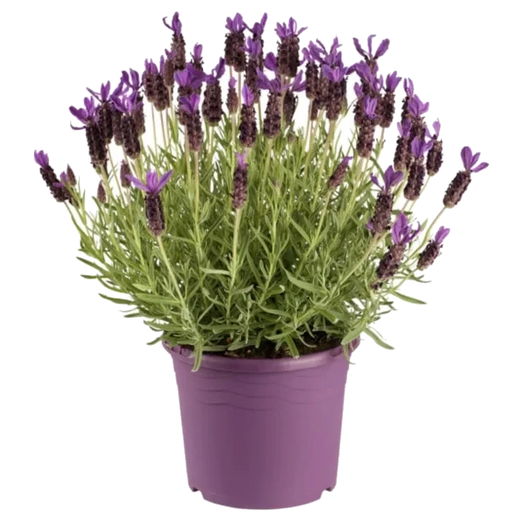 Lavendel 17 Cm Lavendel 17 Cm