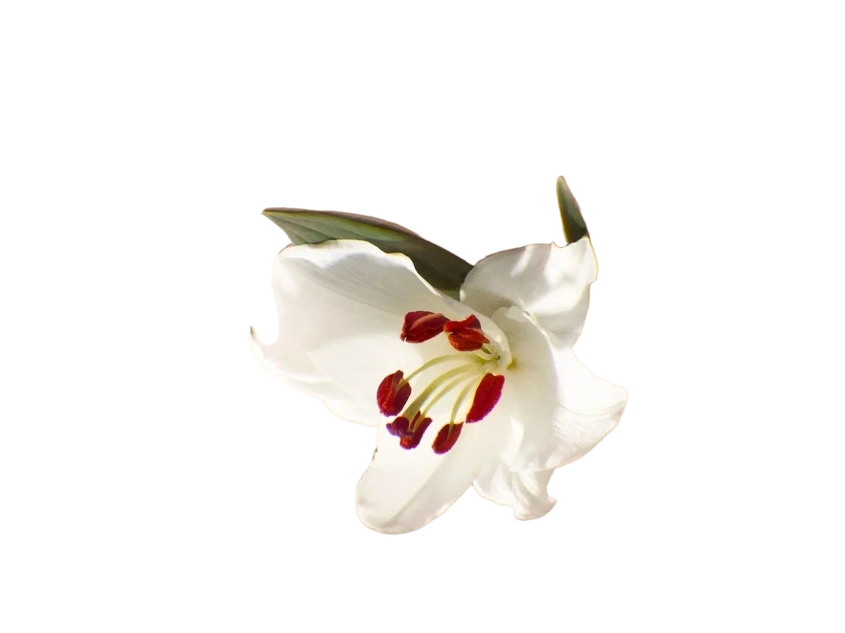Molton Brown Heavenly Gingerlily