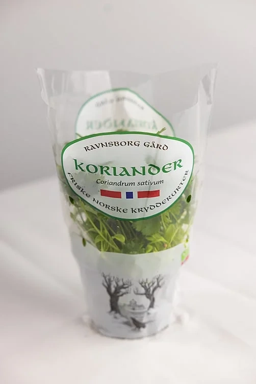 Koriander  ø12cm standard   potte
