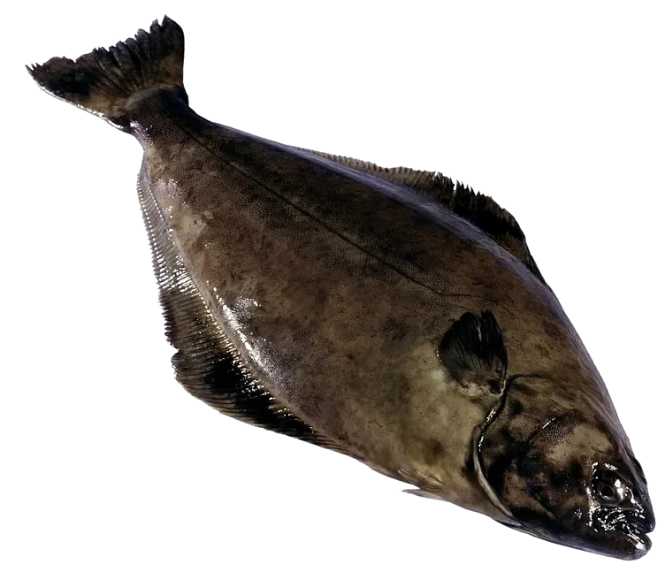 Kveite 5-20kg Vill