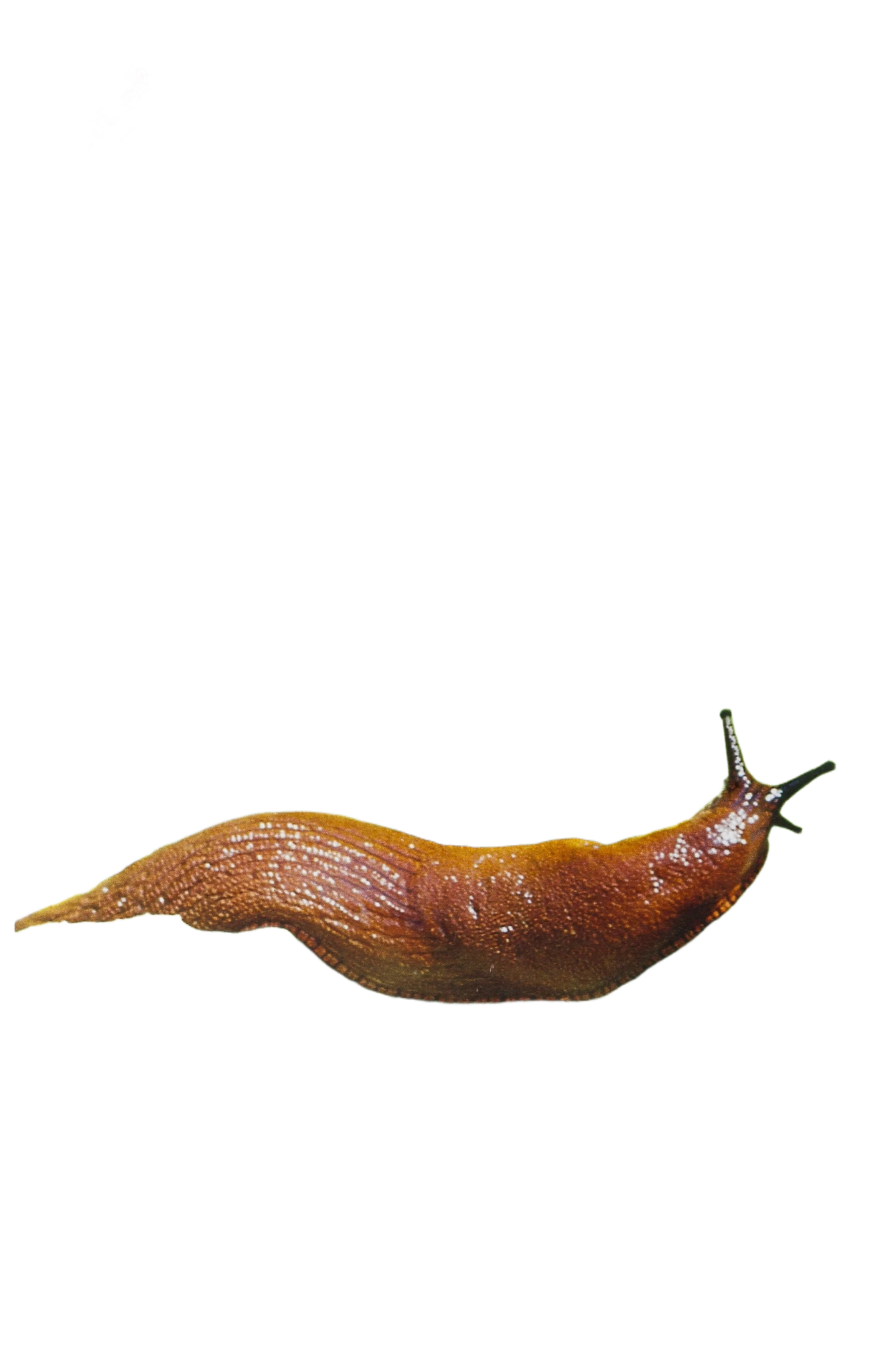 Snigel Effekt