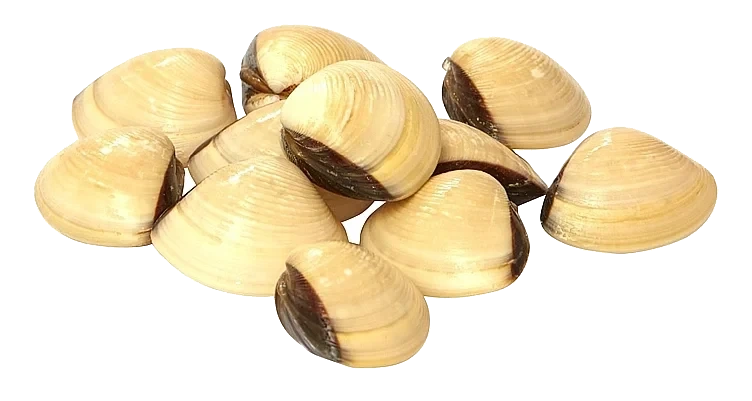 Hjerteskjell hele 40/60 vongole  900g