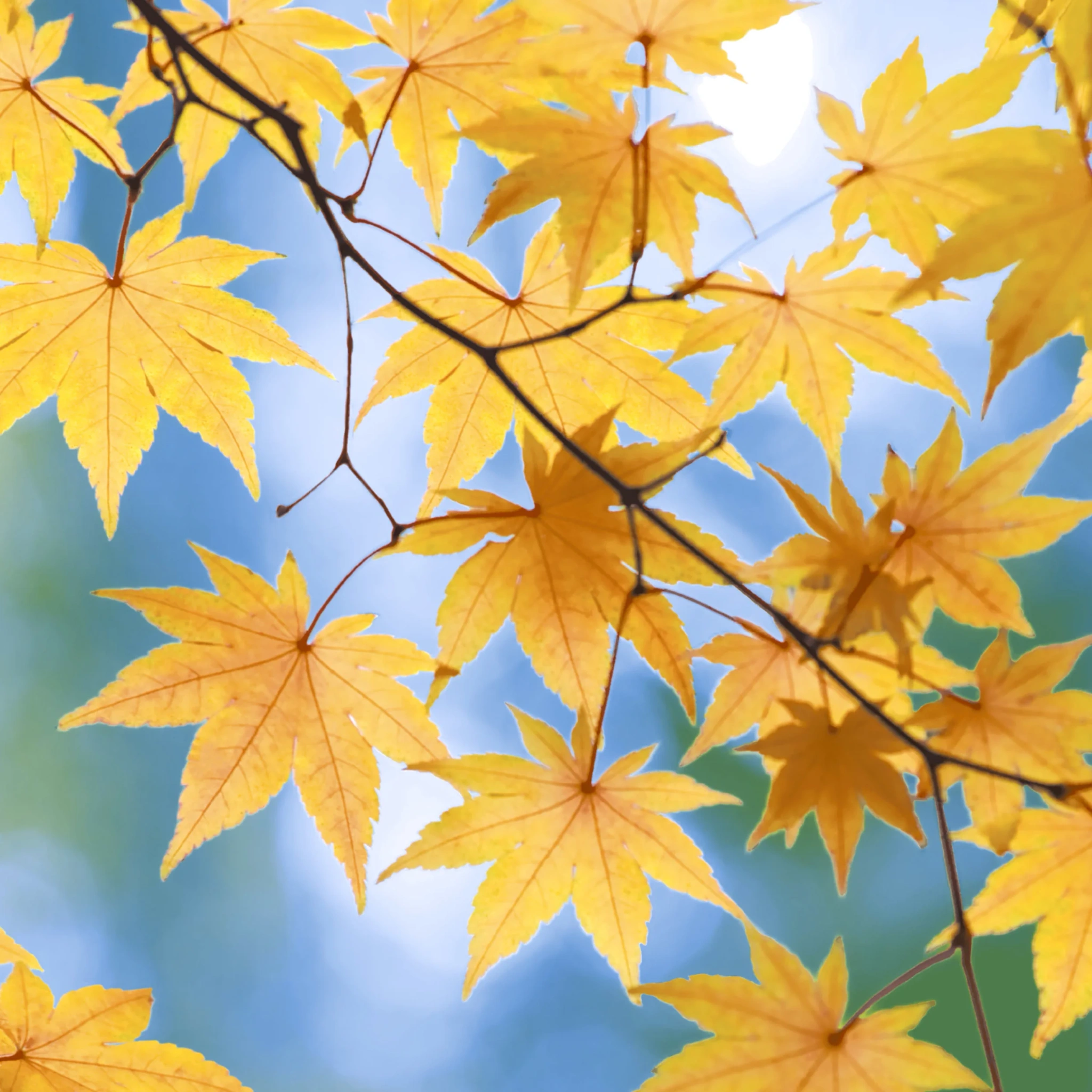issueservett Autum
