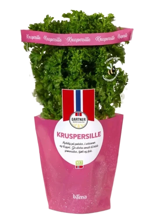 Kruspersille 6,5cm Potte Gartner