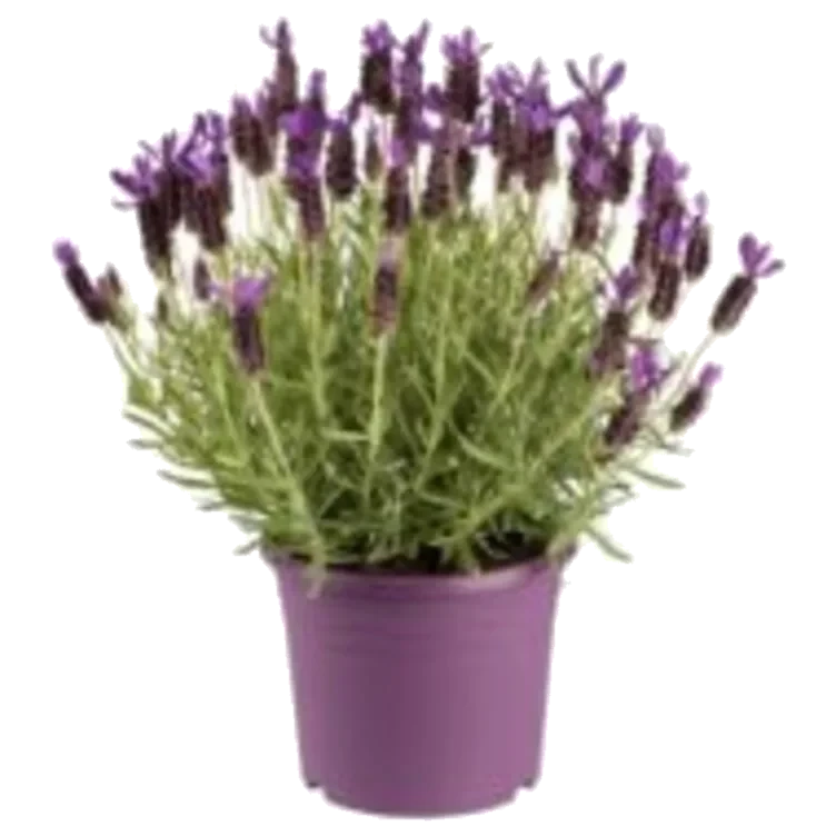 Lavendel 15cm