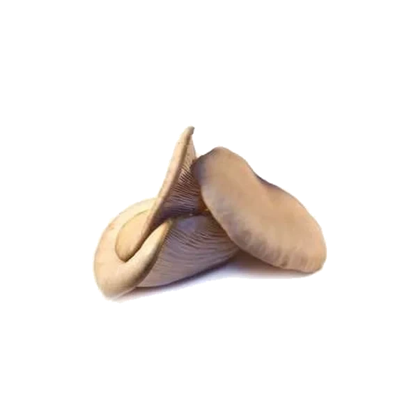 Bama Østerssopp Kg