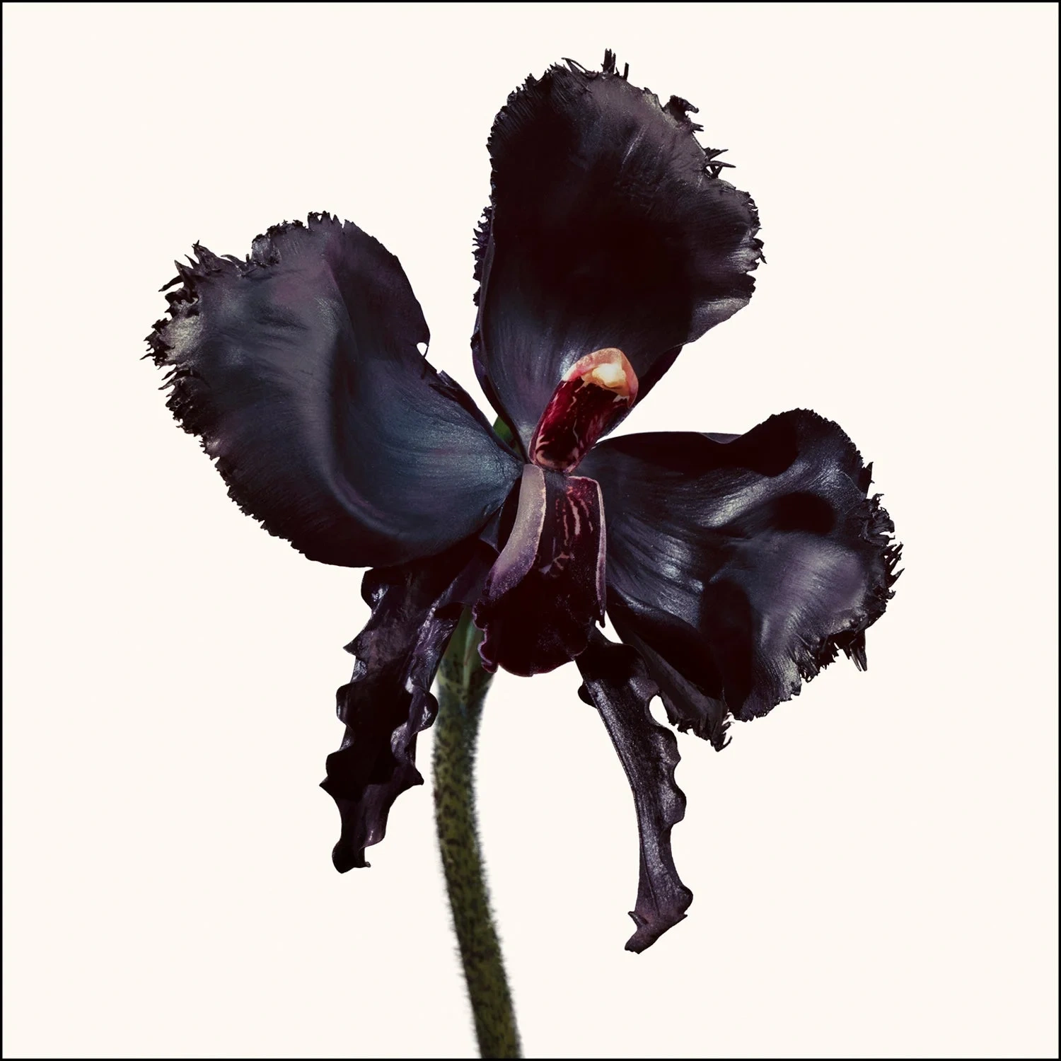 TOM FORD Black Orchid Reserve 100 ml