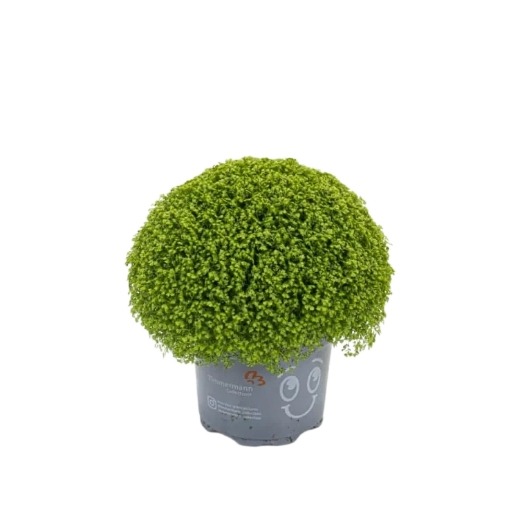 Selaginella 11cm