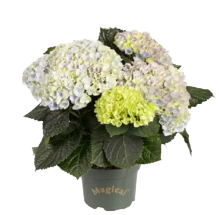 Hortensia Magical 11cm