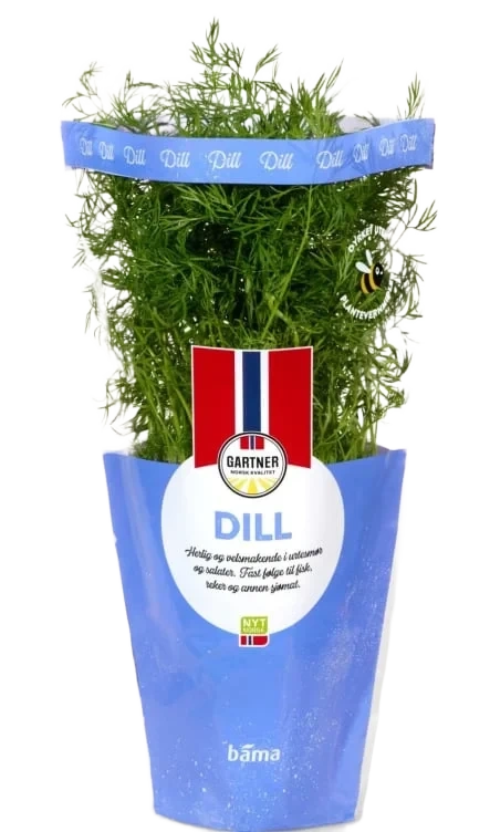 Dill 6,5cm Potte Gartner