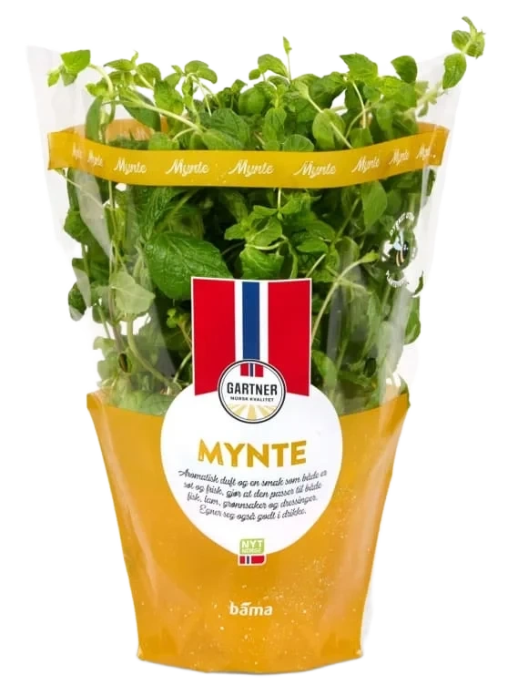 Mynte 12cm Stor Potte