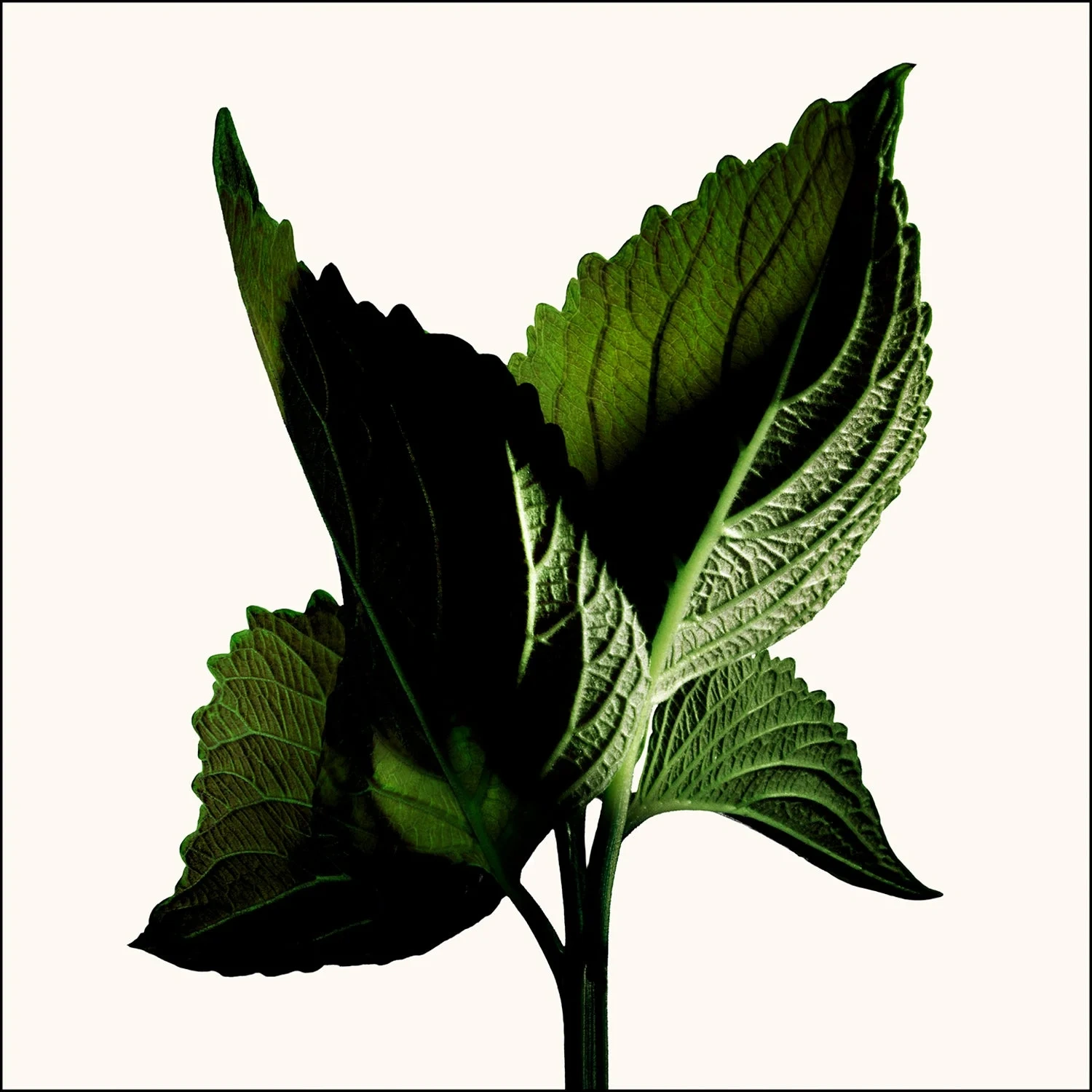 TOM FORD Black Orchid Reserve 100 ml