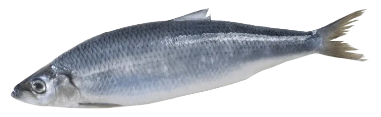 Sild hel Vill pr Kg
