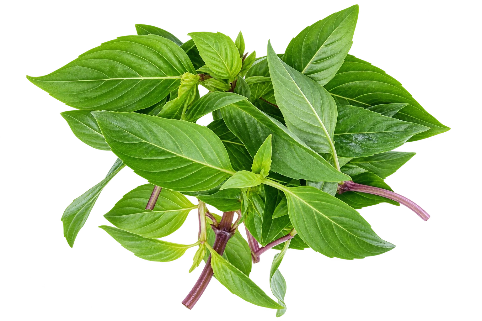 Sweet Basil Thai Basilikum 80g