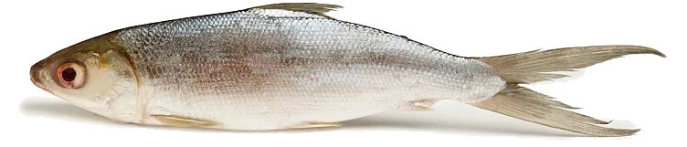 Milkfish rå, hel 300-500g 10kg