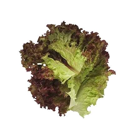Hela blad, röda
