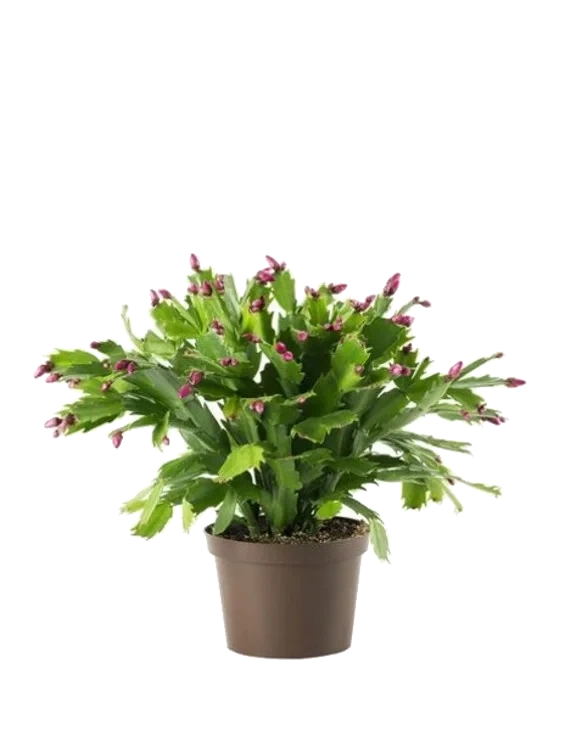 Novemberkaktus 12cm