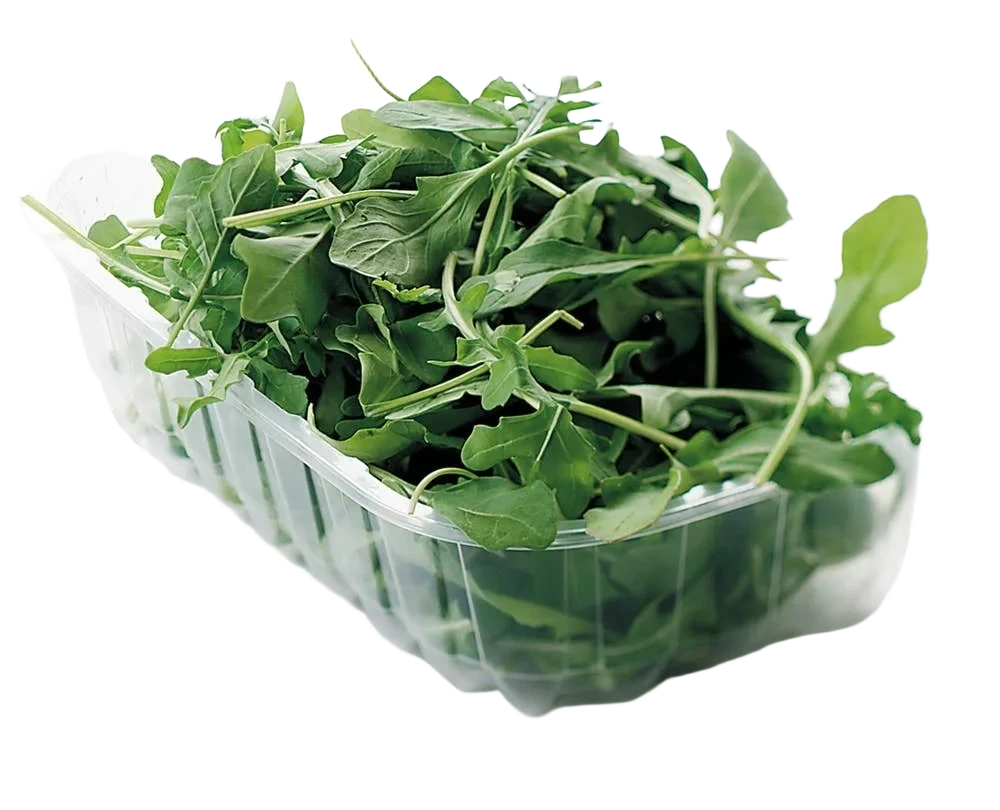 Ruccola