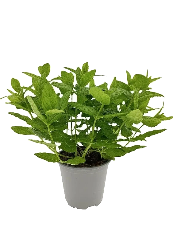 Mynte Marokkansk 650g Ravnsborg