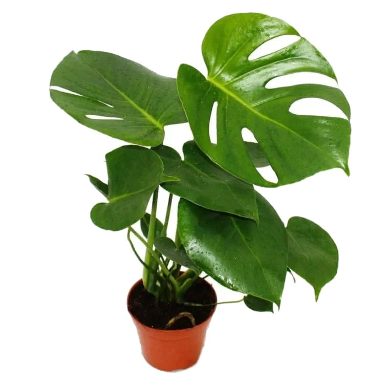 Monstera 12cm