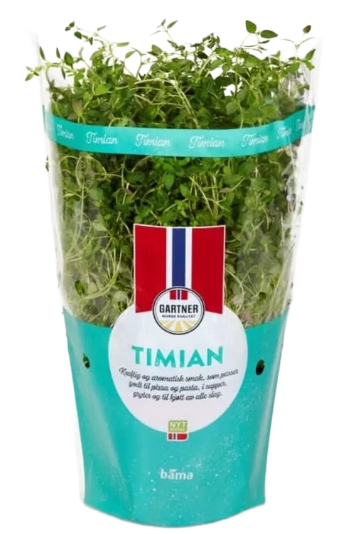 Timian 12cm Stor Potte