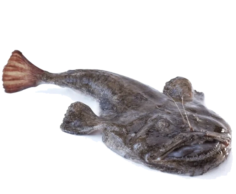 Breiflabb pr Kg