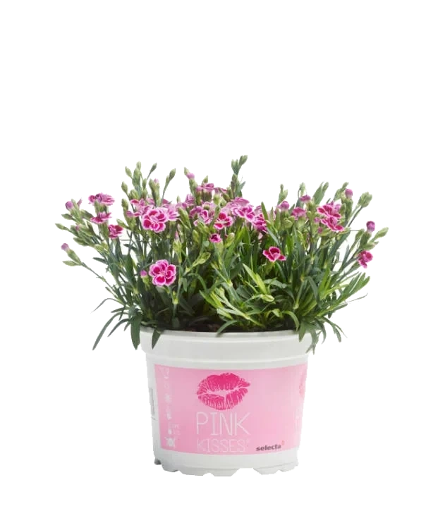 Pottenellik Pink Kisses 11cm