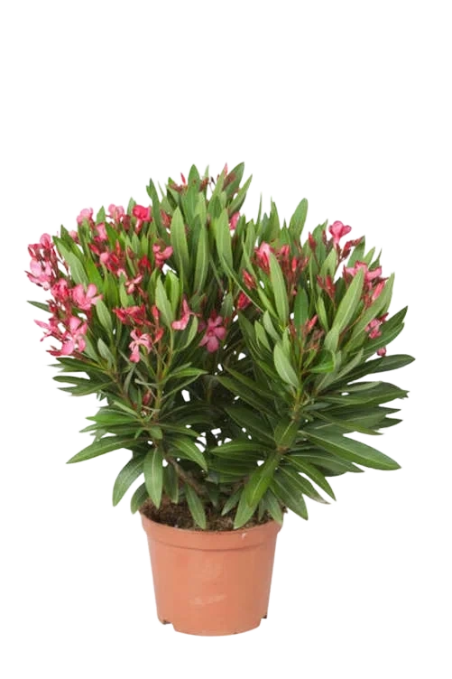 Nerium Oleander 14cm Potte