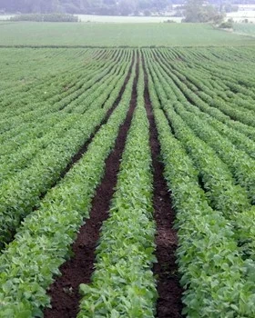 Quinoa Titicaca KRAV