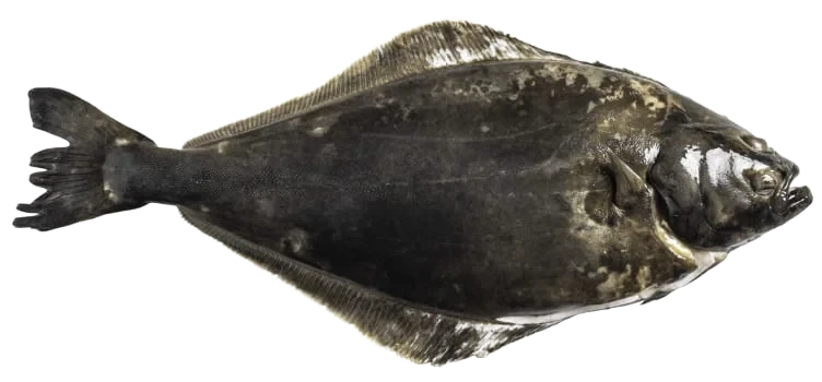 Kveite hel Sterling Oppdrett 1-3kg