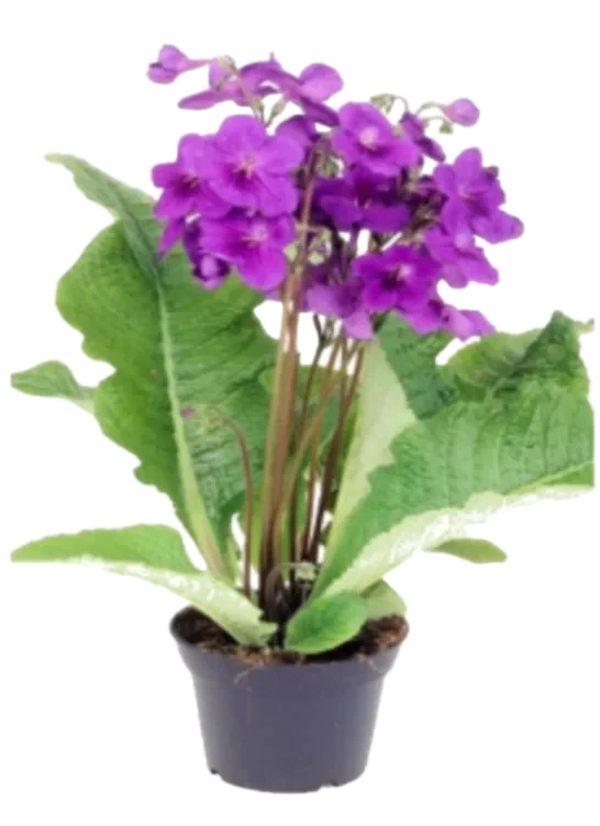 Streptocarpus Vrifrukt