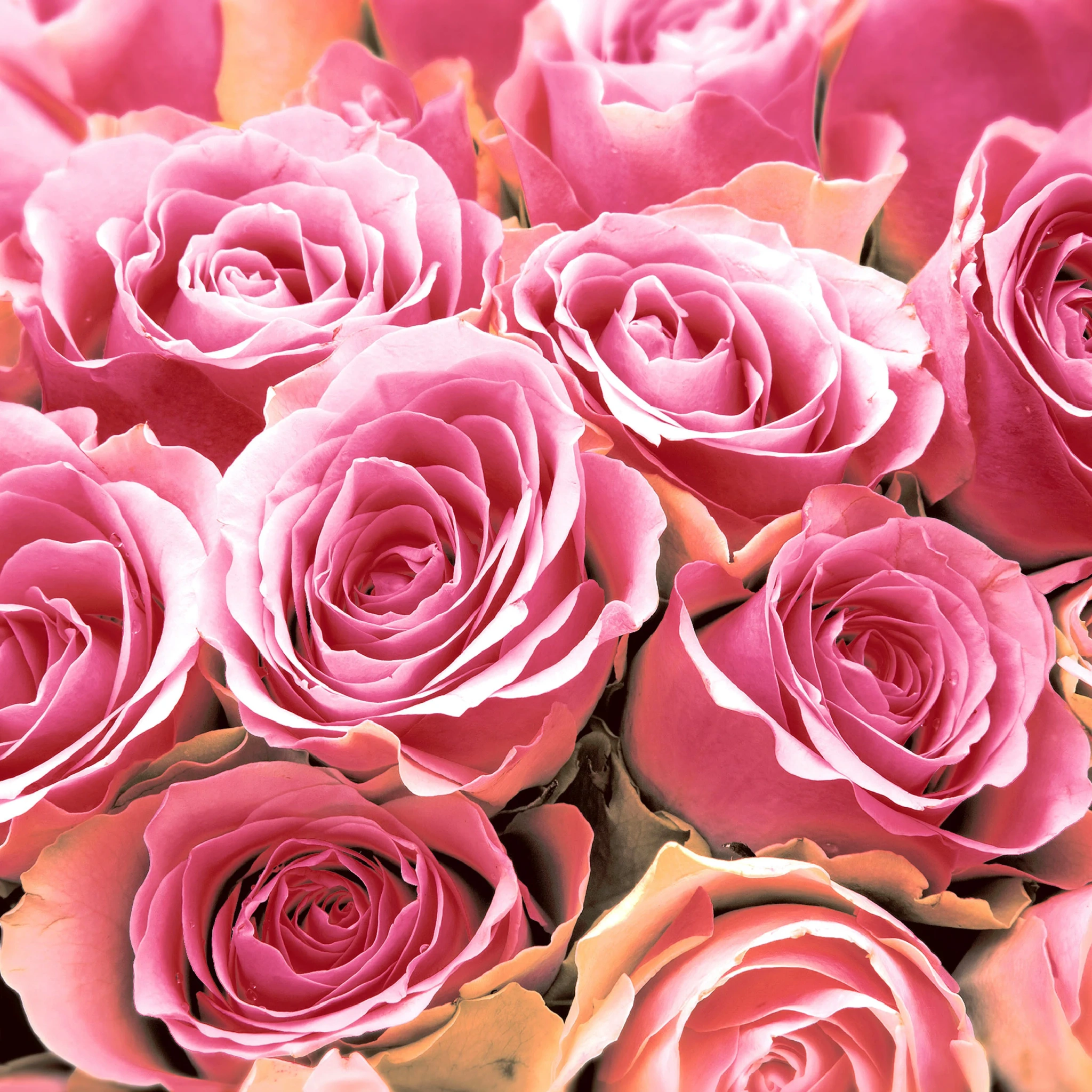 issueservett Pink