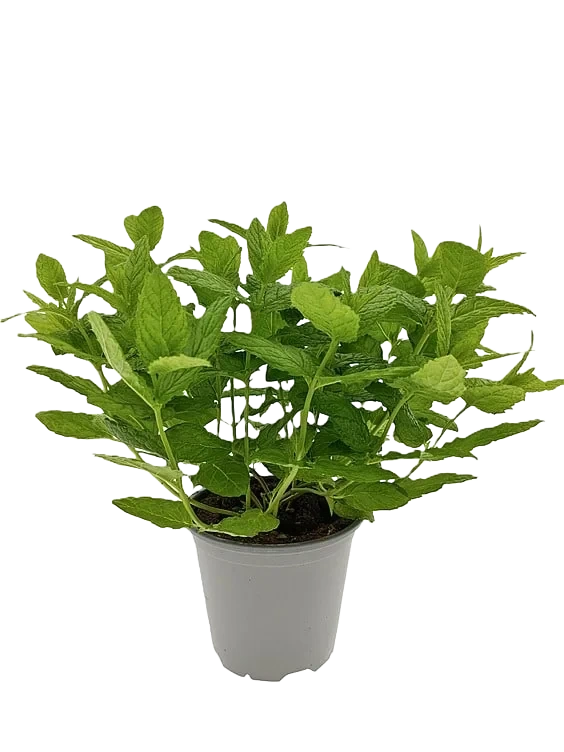 Mynte Marokkansk 650g Ravnsborg