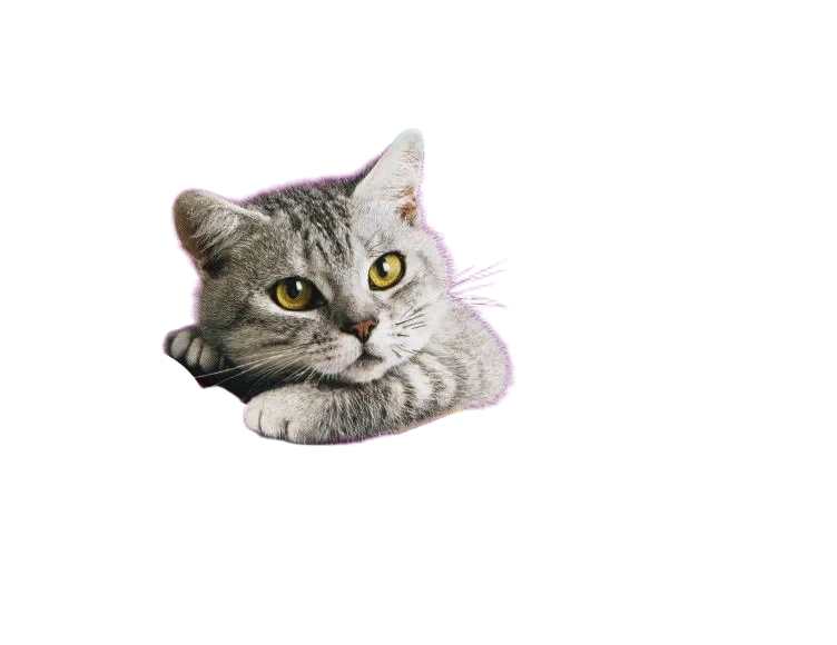 Whiskas Fisk i Gele 1+ 12x100g