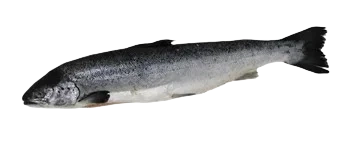 HEL Lax urtagen fryst   0,5-2kg IVP