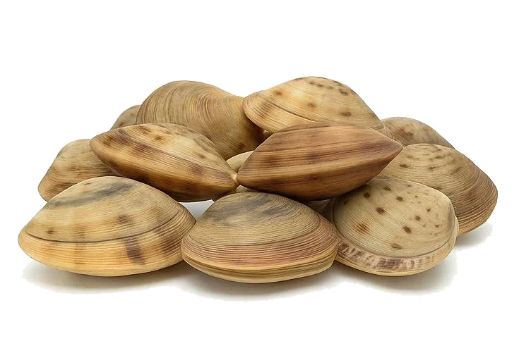 Vongoleskjell pr Kg