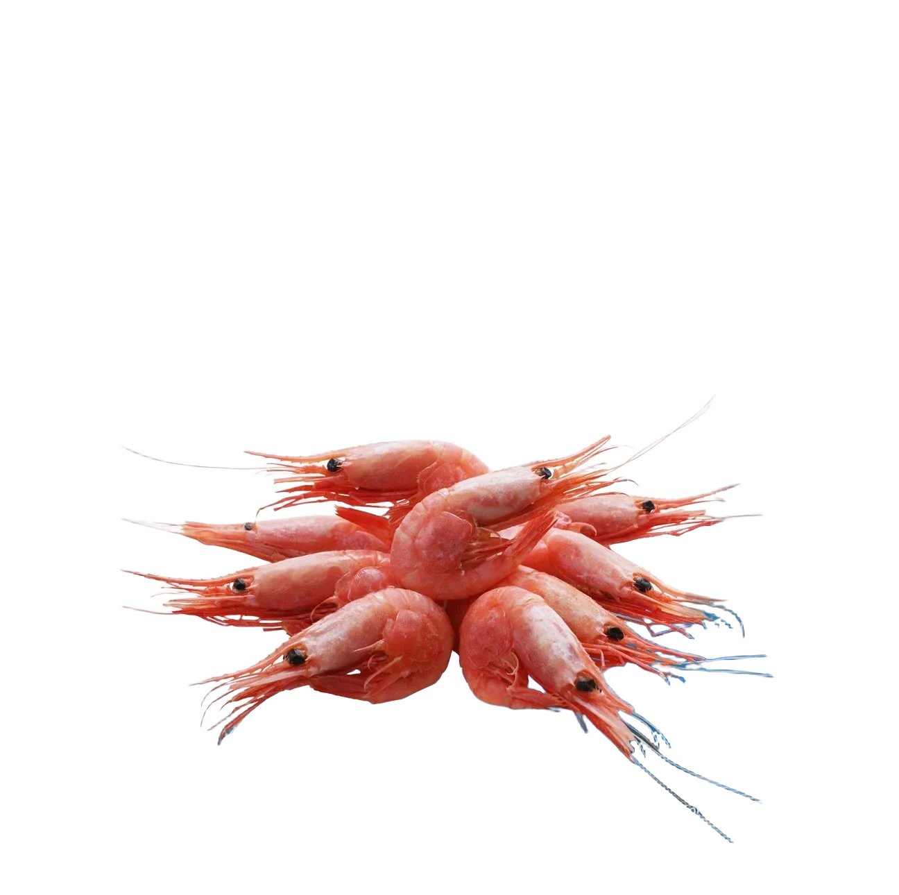Räkor med skal 110/130  MSC