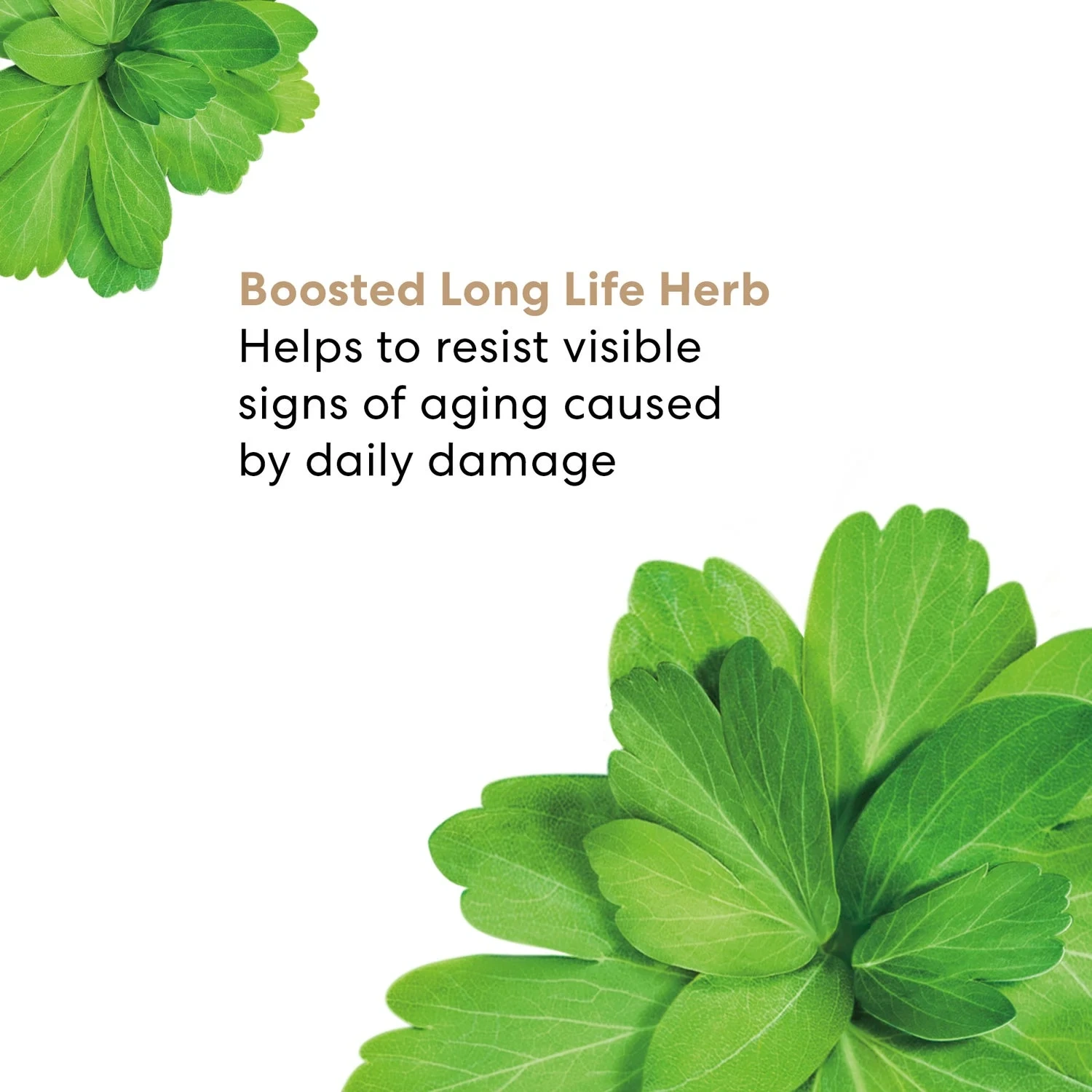bareMinerals Skinlongevity Long Life Herb Face Serum 15 ml