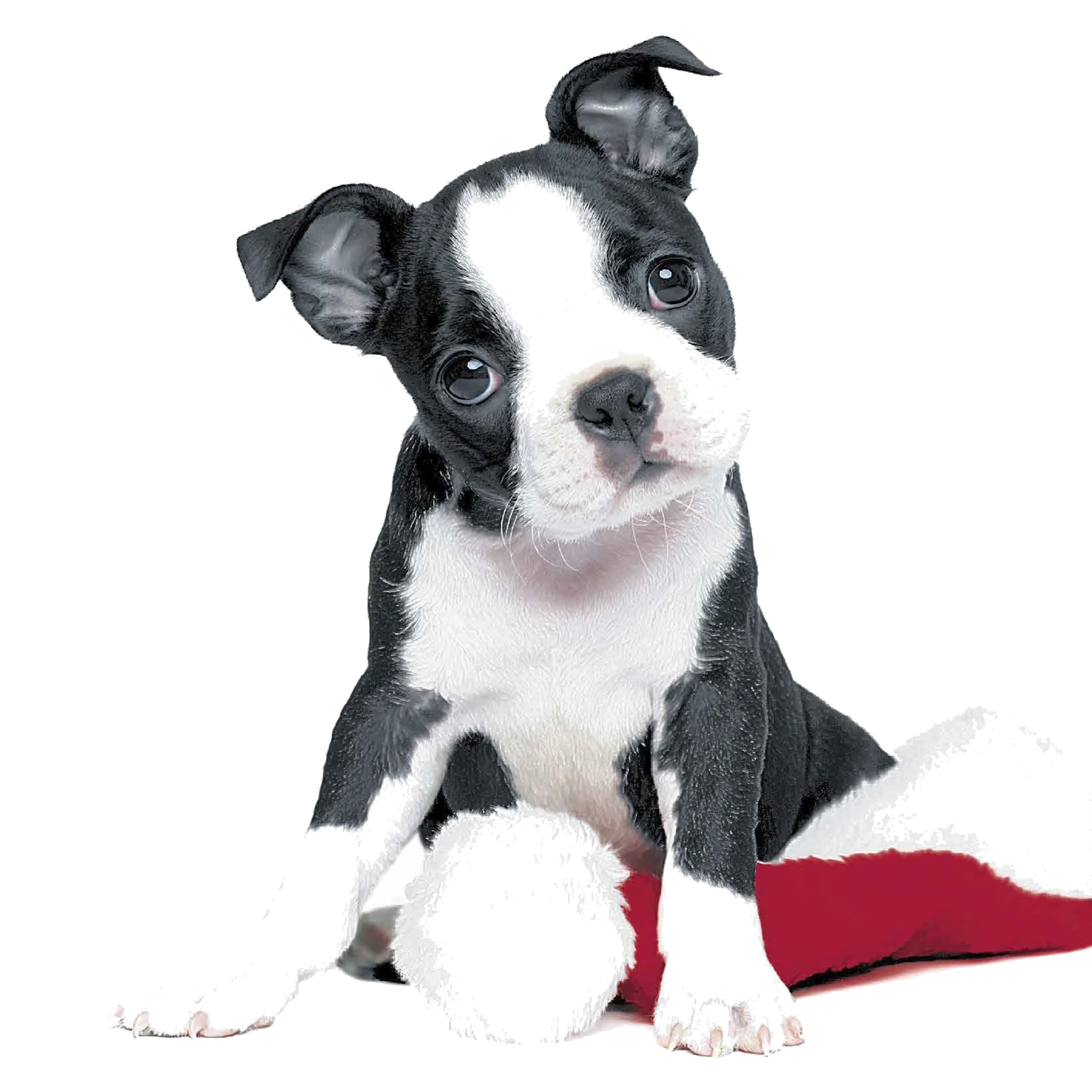 Tissue-Serviette Xmas Dog