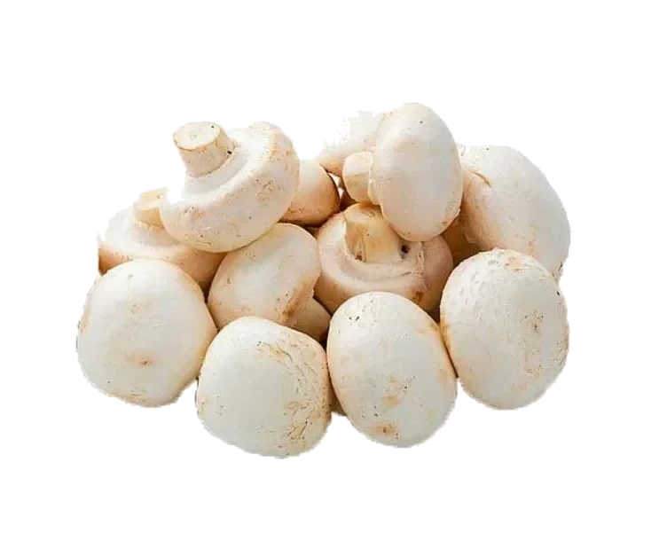 Champignon Bama