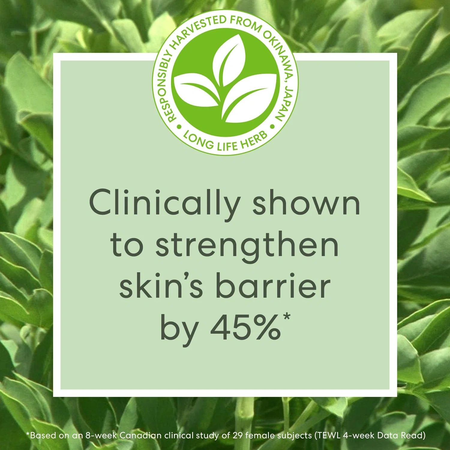 bareMinerals Skinlongevity Long Life Herb Face Serum 15 ml