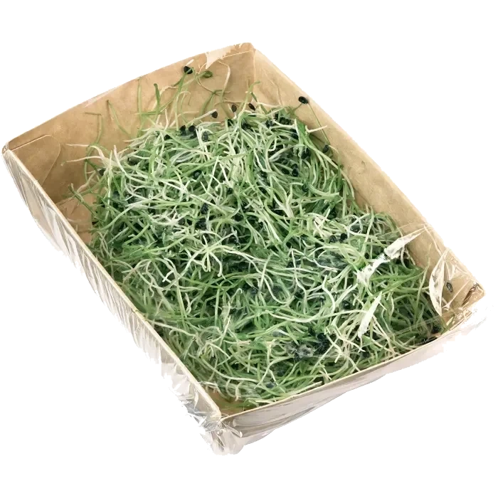 Vitlöksgroddar 50g Klass 1