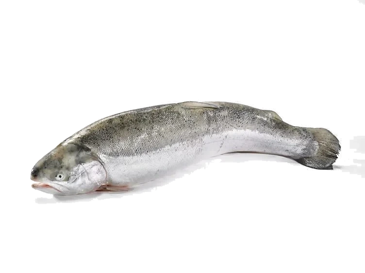 Hel ørret Oppdrett