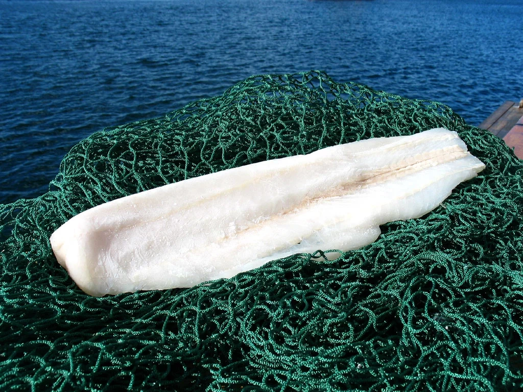 Hokifilé MSC