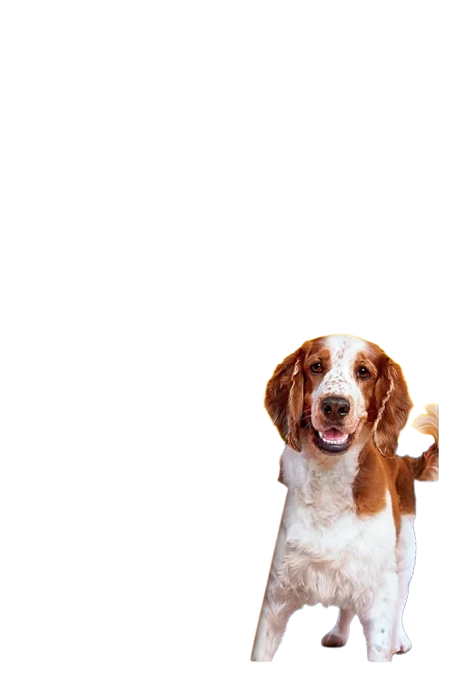 Dentastix Medium