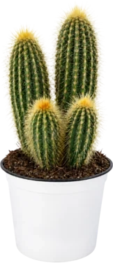 Kaktus