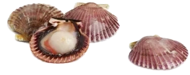 GEIA FOOD AS Ocean Pride Kamskjell m/Rogn i Skjell